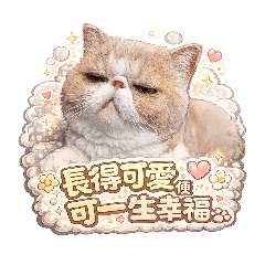 用一隻看透人生的貓，陪你慢慢過生活。