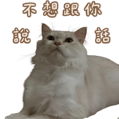 可咪日常喵語