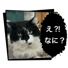 Nyani_20260212211946