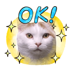 doglove_20260212215105