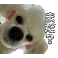 tsubu_20260212215440