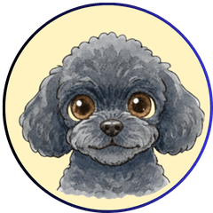 A cool and dependable black toy poodle