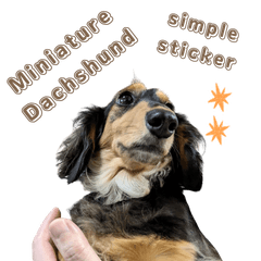 Miniature Dachshund simple sticker