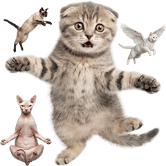 Jumping Cat (Realistic)