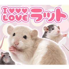 毎日使える！ファンシーラット