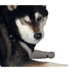 ponkichi_20260212221041