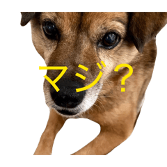 Tanaka Futoshi_20260213105804