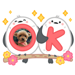 chico_20260213161627