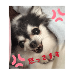 chico._20260213000838