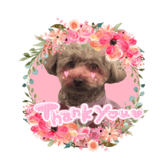 cocoa_20260210215732