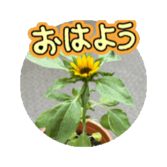 stnmmce_20260213153641