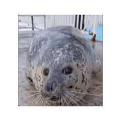 charo_20260213170151