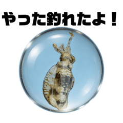 Yotchan's Reef Squid_20260213144620