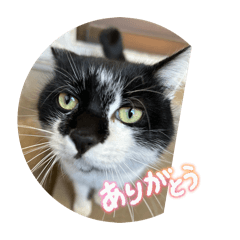 Nyani_20260213185605