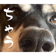 iroha_20260213120614