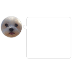 Pororo_20260213200450