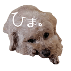 koto_20260213195815