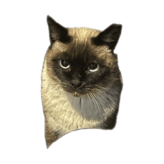 chiaki_20260213204431