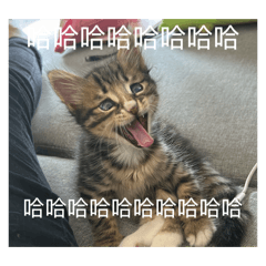 三貓日常表情