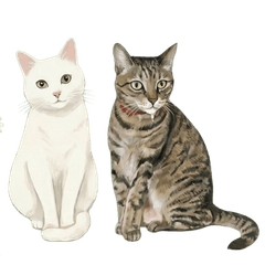 猫たちの激しいツッコミ(mimi&miumiu)