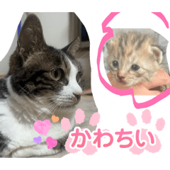 Koto_20260213141548