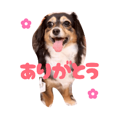 おおまめこまめ。