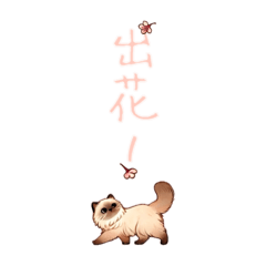 布偶貓毛毛（馬年迎春篇）