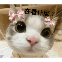 貓咪表情1