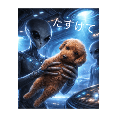 pfky_z_20260213215600