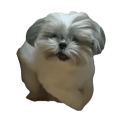 SumomomoMomomoMomonoUchi2