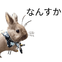 Usagi_20260213221517