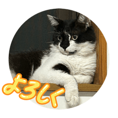 Nyani_20260214091824