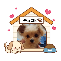 harami_20260214095240