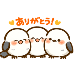 Cotton_20260214105532