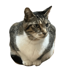 japan_20260214012844