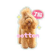 cotton_20260212231809