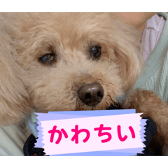 AOsan_20260213203134