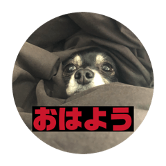 marudai_20260211165502