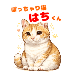 Chubby ginger and white cat hachi kun