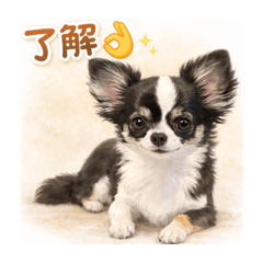 usahina_20260213223741