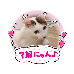 apipi_20260211175613