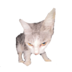 saltsama_20260214000032