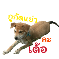 Rattanaporn khunbuala_20260213222058