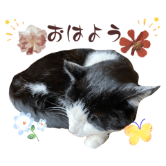 seistar_20260213160303