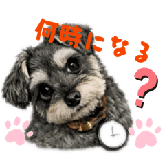 sarieiraa_20260214064811