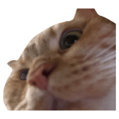 risai_20260214052732