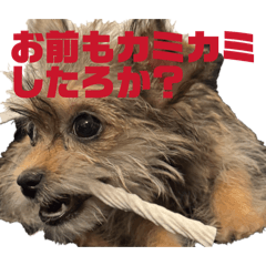 Miyazawa_20260214072233