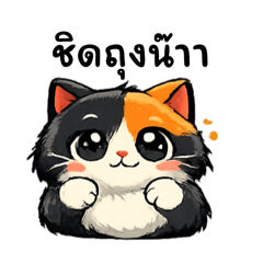 Tanyong555_20260213232541