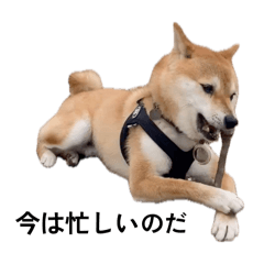 Banana_20260214095856