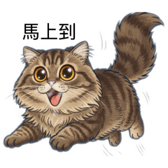 米娜喵の日常 QQ 版